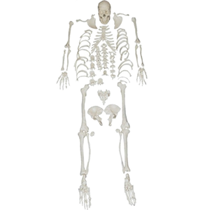 Whole body disarticulated skeleton model